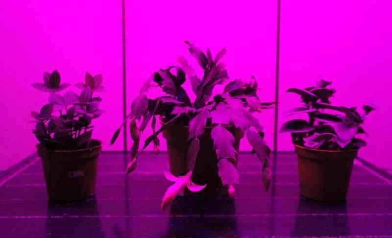 【光力能LED植物燈坊】LED大功率29W長條型12紅3藍全波段全光譜加強型植物生長補光燈