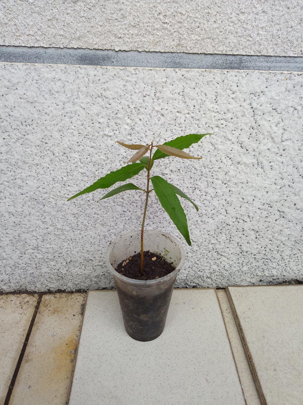 台灣特有種狹葉櫟一年內苗10-15公分100元