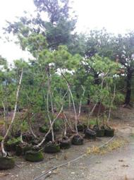 五葉松- 庭院、花草園藝(生活居家) - 人氣推薦- 2024年4月| 露天市集