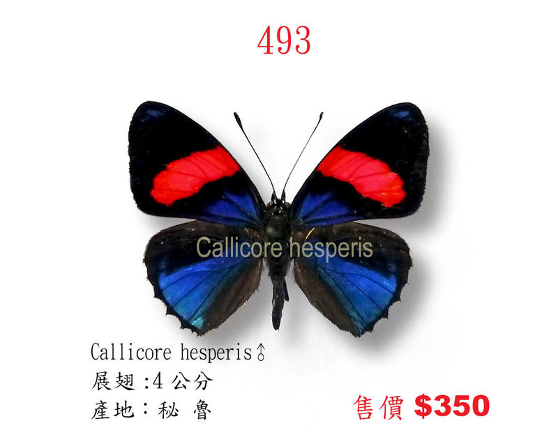 蟲新發現╭○-○╮蝴蝶標本A1 ~ Callicore hesperis♂ 展翅4 CM 產地：秘魯