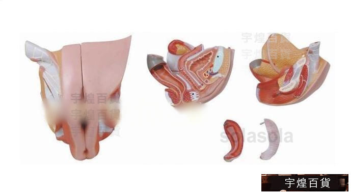 女性器・男性器 人体模型 - 健康/医学