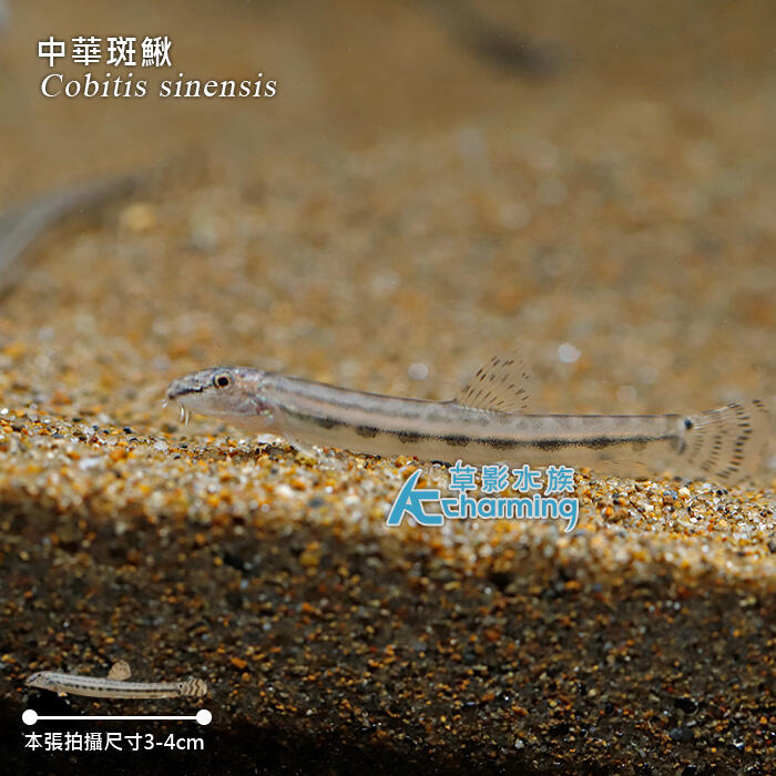 【AC草影】中華斑鰍【一隻】ECS013989 其他魚種 觀賞魚 | 露天市集 | 全台最大的網路購物市集