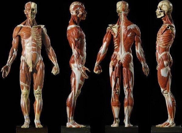 大比例超精緻1：3 人體肌肉、解剖模型(for 醫學、解剖學，也是超級藝術品)