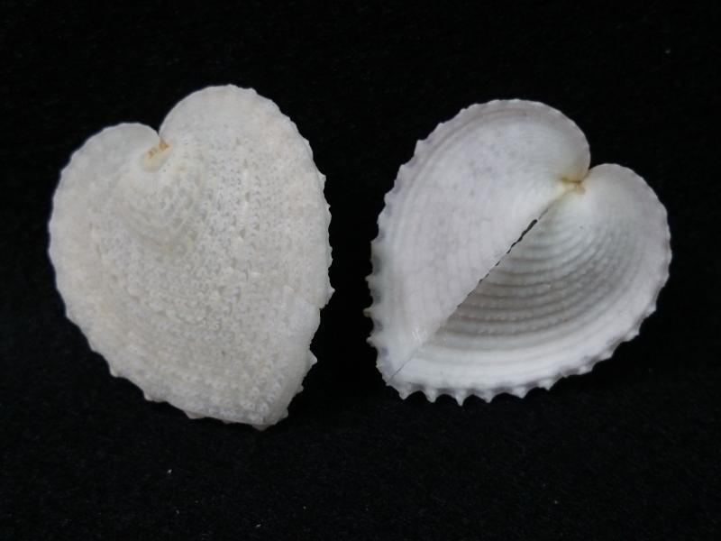 【鑫寶貝】貝殼DIY  雞心蛤 (大) 4~公分 單顆40元  貝殼收藏 拍照擺設、開店擺設