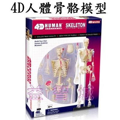 益智城《教學人體模型/人體骨架/人體器官模型/DIY模型/骨模型/人骨模型/生物/4D Master 》4D人體骨骼模型