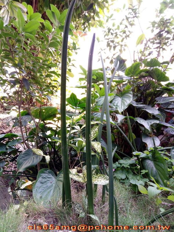 高10~20cm石筆虎尾蘭.柱狀虎尾蘭植株.會開花有清香味!淨化空氣能力極強.室內/外均可.非常好種!龍舌蘭多肉耐旱