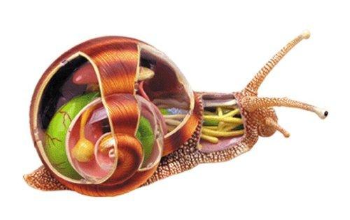 【CartoonBus】1024預訂! 11月 青島文化 立體益智4D VISION 動物解剖模型 蝸牛