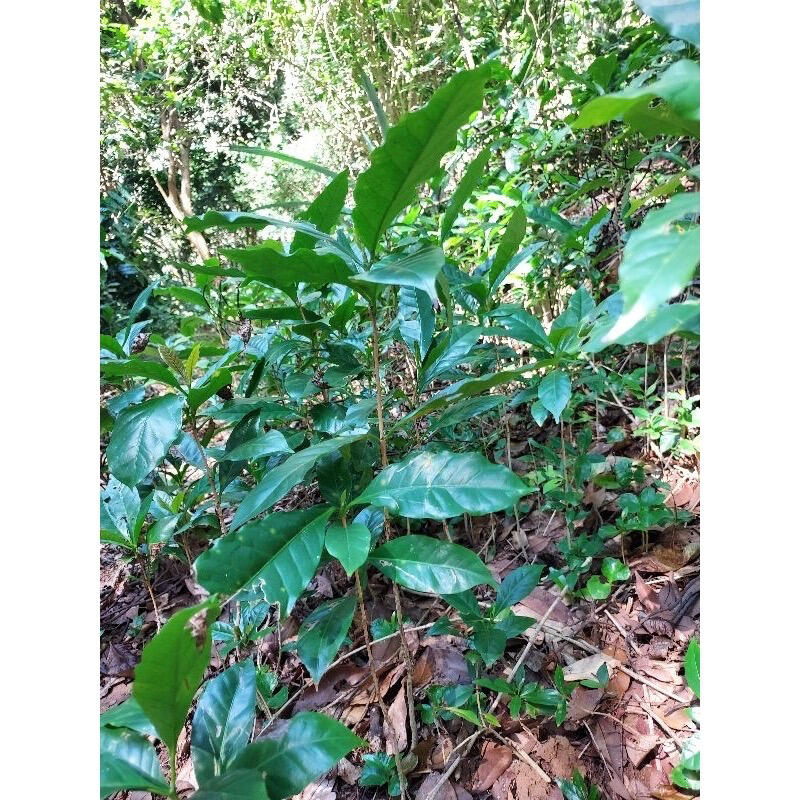 阿拉比卡品種咖啡樹苗(20公分高20 元，30公分高30元)*種在北投區半山腰需自行挖取裸根（不帶土）取貨