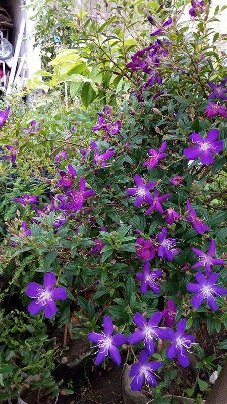 紫牡丹--野牡丹
