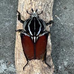 【甲蟲部落】歌利亞大王花金龜 成蟲 成對/單公/單母