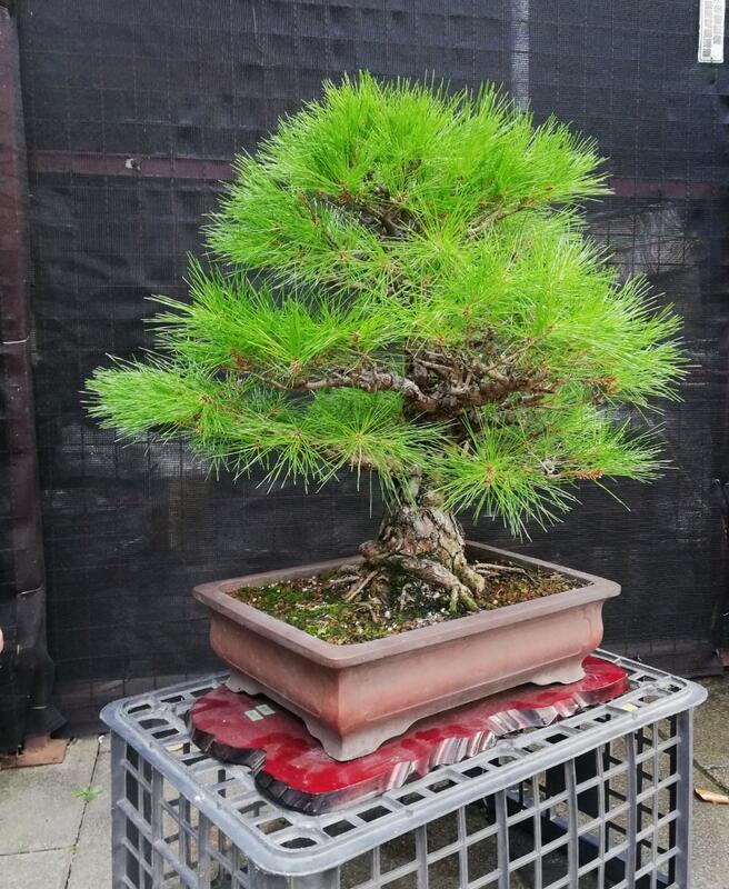 已售出～日本赤松～樹高含盆65cm 寬幅60cm 幹徑10公分～喜歡速洽