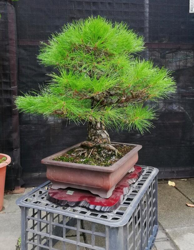 已售出～日本赤松～樹高含盆65cm 寬幅60cm 幹徑10公分～喜歡速洽