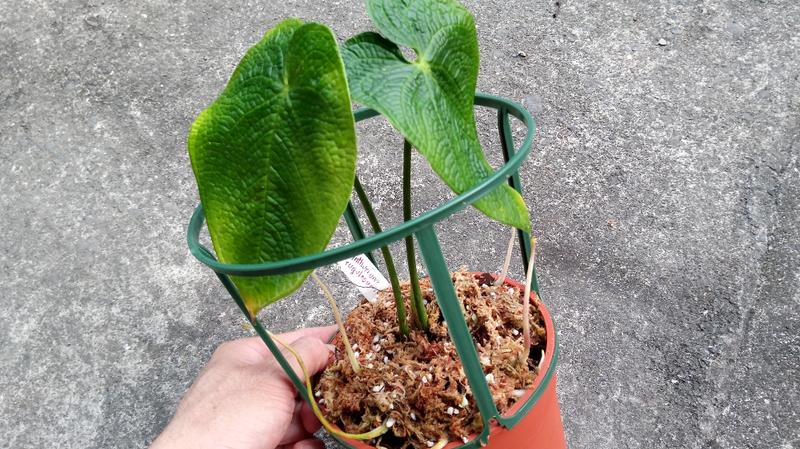 green island ficus bonsai tree Green Island Ficus