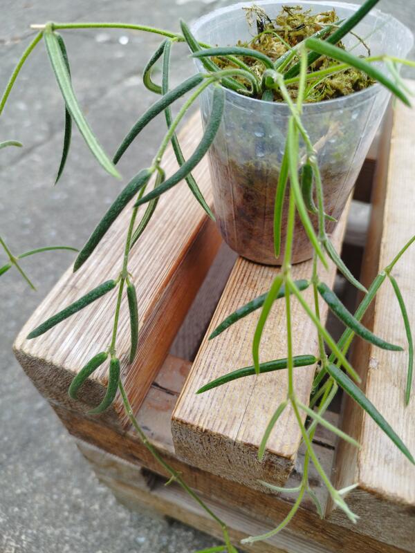 ((七號花園))多肉 雨林 蘿藦 毬蘭 Hoya linearis 線葉毬蘭