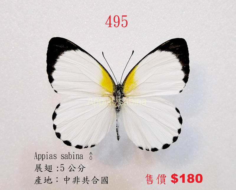 蟲新發現╭○-○╮蝴蝶標本A1 ~ Appias sabina ♂ 展翅5CM 產地：中非共合國