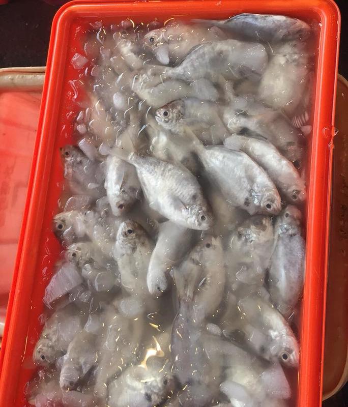 台灣現撈肉魚每公斤只要450元☆鴻德水產☆滿額免運