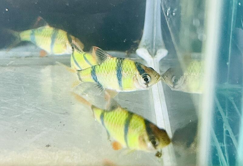 【彩蝦屋】螢光綠虎紋 磚魚 螢光磚魚 虎紋磚魚 天使魚 彩群 水族飼料 觀賞魚 水族 | 露天市集 | 全台最大的網路購物市集