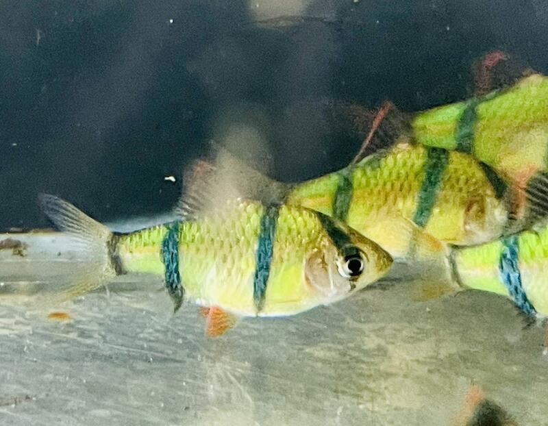 【彩蝦屋】螢光綠虎紋 磚魚 螢光磚魚 虎紋磚魚 天使魚 彩群 水族飼料 觀賞魚 水族 | 露天市集 | 全台最大的網路購物市集