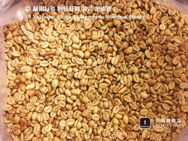 【TDTC 咖啡館】精選單品咖啡豆 - 薩爾瓦多 回憶莊園 波旁 蜜處理 - Finca El Recuerdo(半磅)