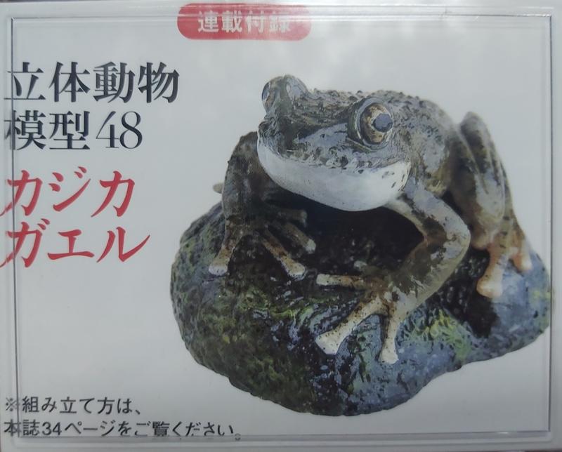 日本天然紀念物 - 圖鑑48 - 沼澤蛙