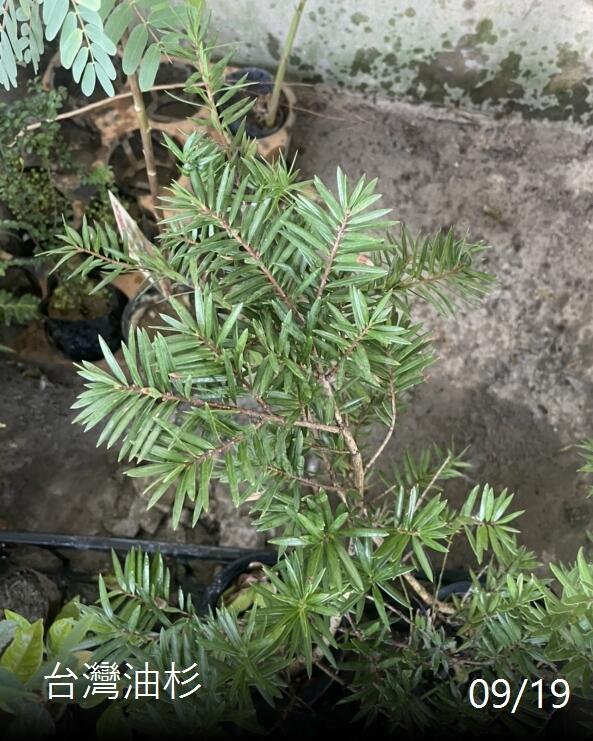 (缺貨中)花世界-常綠喬木*油杉(3.5吋盆//4吋盆)*台灣油杉//高10-30cm/樹型優美 適應性好/MA | 露天市集 | 全台最大的 ...