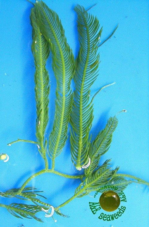 針葉蕨藻(羽毛藻)- 海藻 海水缸
