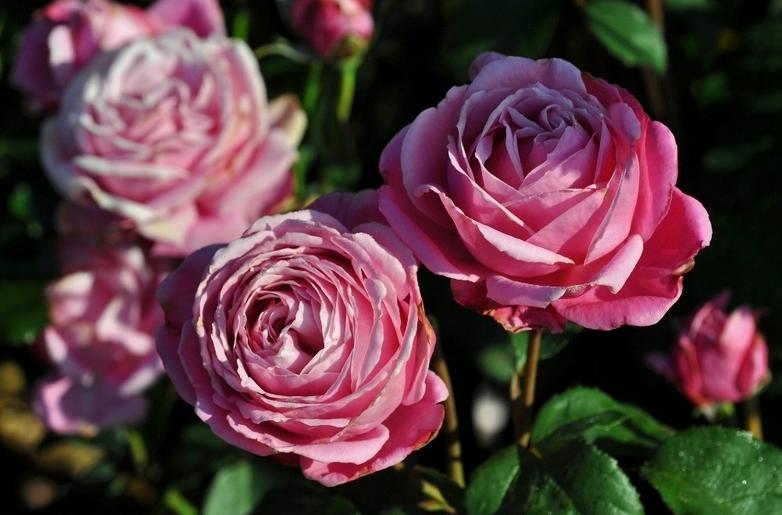 美里的玫瑰色之歌Chant Rose Misato。悠遊山城(創始店)5-6吋盆玫瑰~特價250