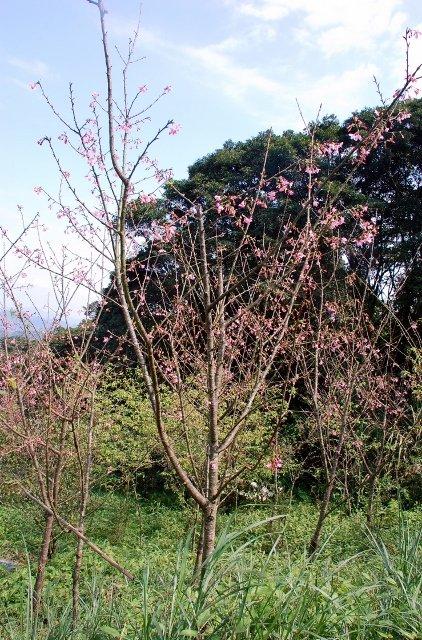 山櫻花~地植(美植袋需前一年訂）~1米直徑5-20公分以上,高約2~3米,一律自己來載