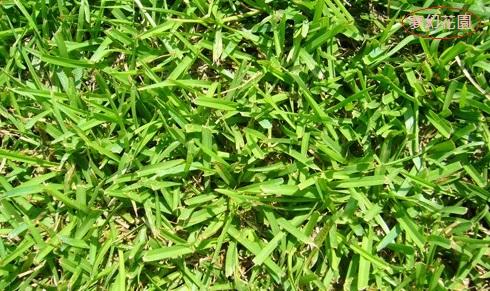 尋花趣 假儉草 種子 1.5 ml (約1250粒) 分裝包  蜈蚣草、小牛鞭草、窮人草、林口草、中國草坪草