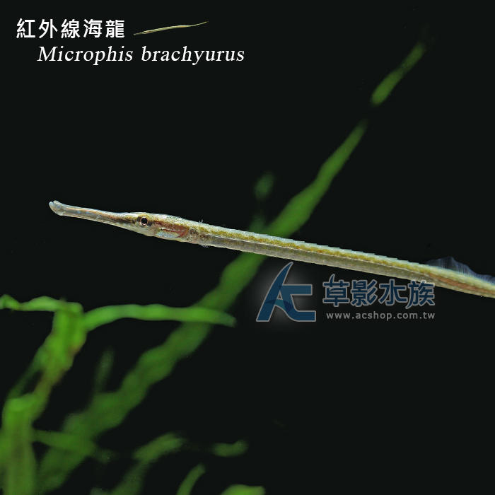 【AC草影】紅外線海龍【一隻】 | 露天市集 | 全台最大的網路購物市集