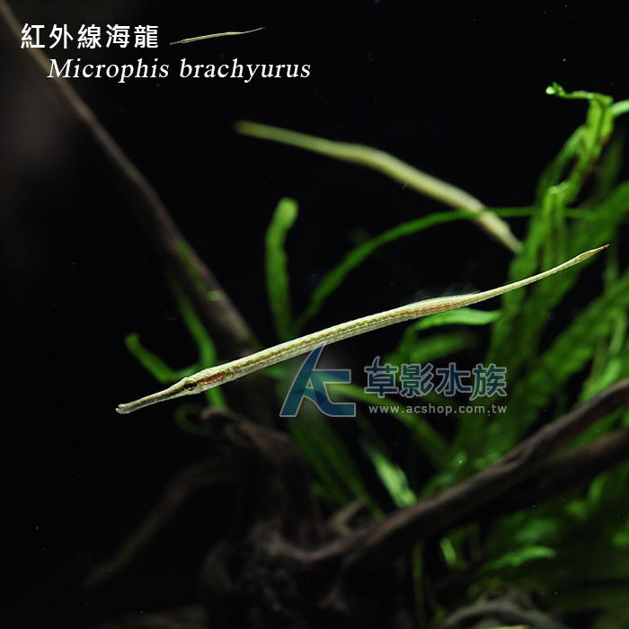 【AC草影】紅外線海龍【一隻】 | 露天市集 | 全台最大的網路購物市集