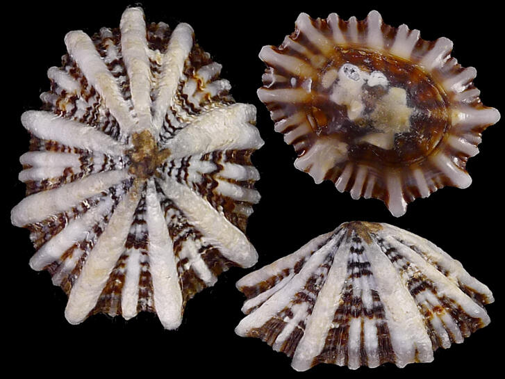 [ Shellbay ] ~ 松螺 Siphonaria laciniosa (21.4 mm) ~