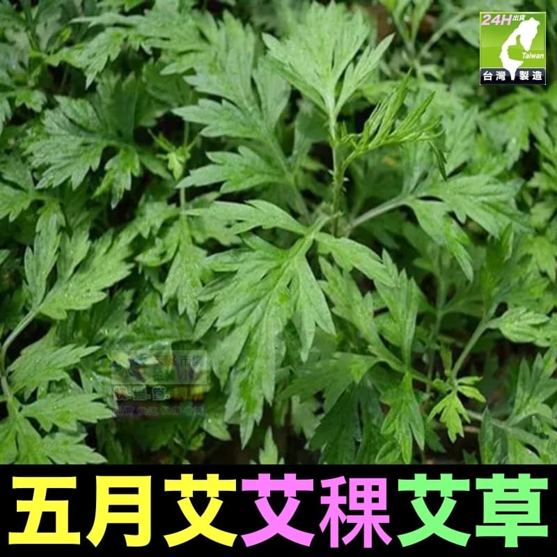 ㊣🌿【我想會發芽】五月艾 香艾草 九尖蘄艾 種苗 扦插枝條 防葉片可泡茶 艾蒿艾葉艾絨 艾粿食用 易栽好活 | 露天市集 | 全台最大的網路購物市集