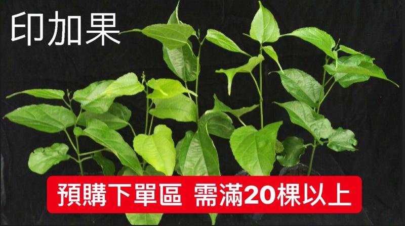 ［森之寶 ］-預購 印加果苗 需滿20棵以上，免運費，特價每棵50元，印加果 (台灣友善農)、星星果- 幼苗 盆栽