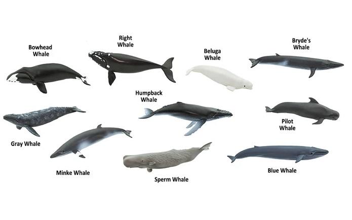 海洋動物模型 Safari  全球鯨魚組  筒裝迷你動物禮盒