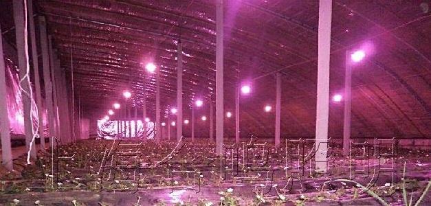 補光燈:植物生長燈100WLED高棚植物燈:防水IP65