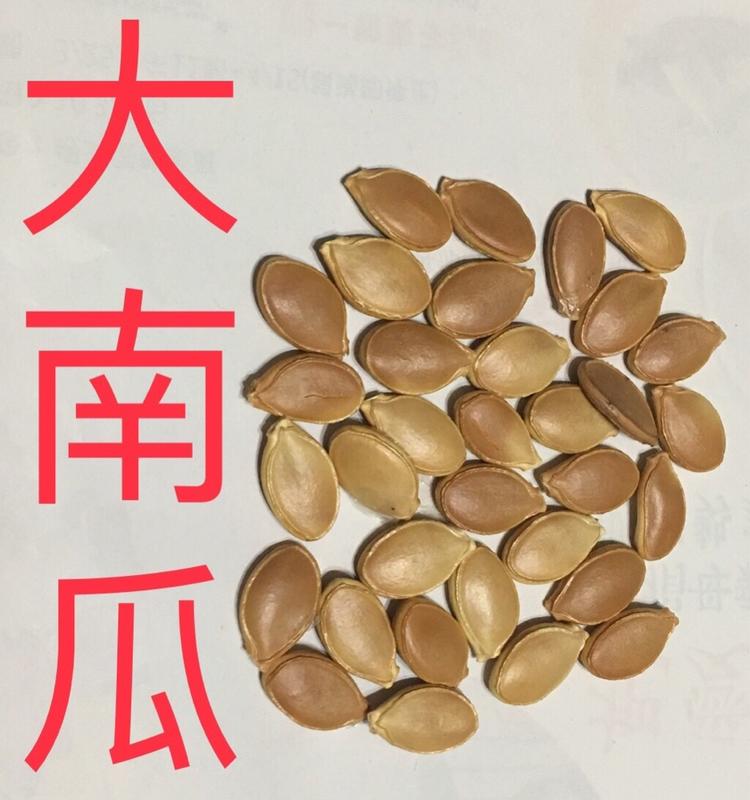 台灣 大南瓜種子。家坤種子專賣店