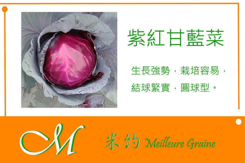 《Meilleur》紫紅甘藍菜種子10元 約100粒