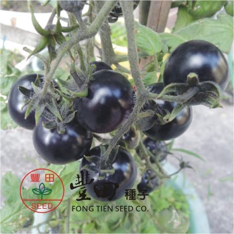 【野菜部屋~】L37 黑美人蕃茄種子10粒 , 果實顏色獨特深紫色 , 每包15元~
