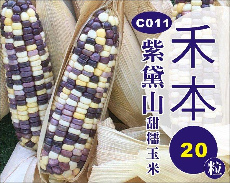 農業屋C011紫黛山甜糯玉米 種子