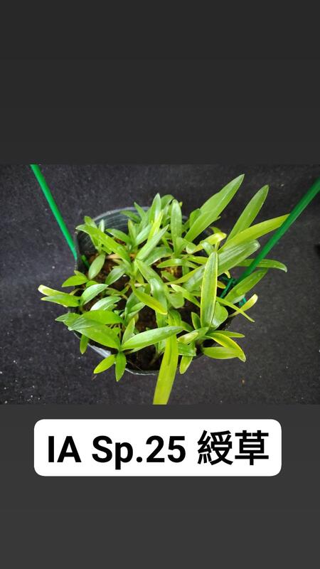 永安兰园 兰花种苗 台湾原生种 绶草 药用植物(编号 永安 Sp. 25) Buy Now