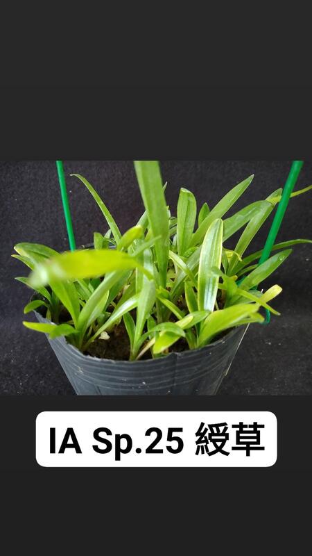 永安兰园 兰花种苗 台湾原生种 绶草 药用植物(编号 永安 Sp. 25) Buy Now