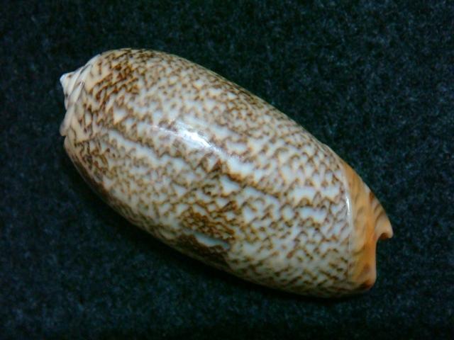 JLshell - 金唇榧螺Oliva reticulata | 露天市集| 全台最大的網路購物市集