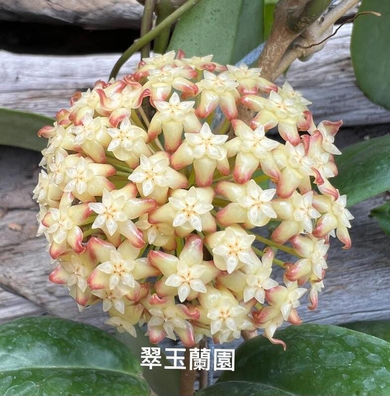 毬蘭 卡迪非 Hoya cardiophylla 香