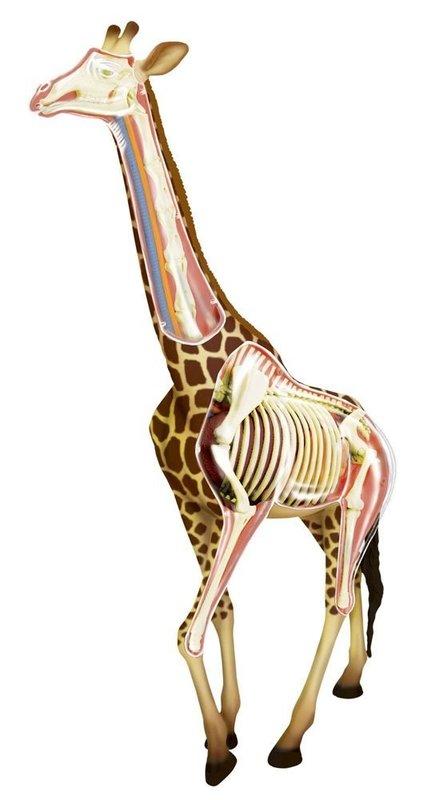 【CartoonBus】1024預訂! 11月 青島文化 立體益智4D VISION 動物解剖模型 長頸鹿