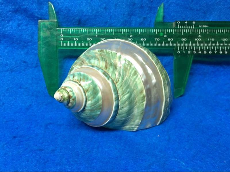 【鑫寶貝】貝殼DIY 帝王蠑螺   8.6公分  口徑4.2*3.3公分 no4。寄居蟹的家