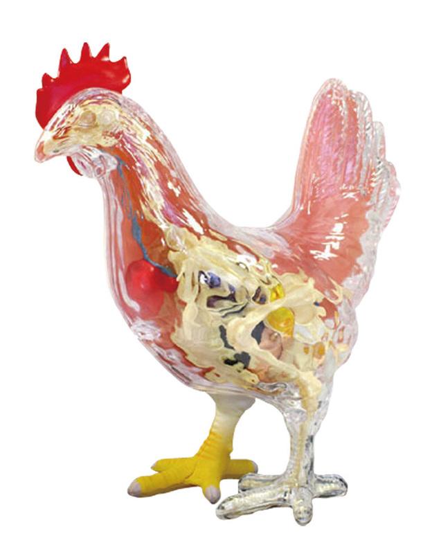 【CartoonBus】1024預訂! 11月 青島文化 立體益智4D VISION 動物解剖模型 雞