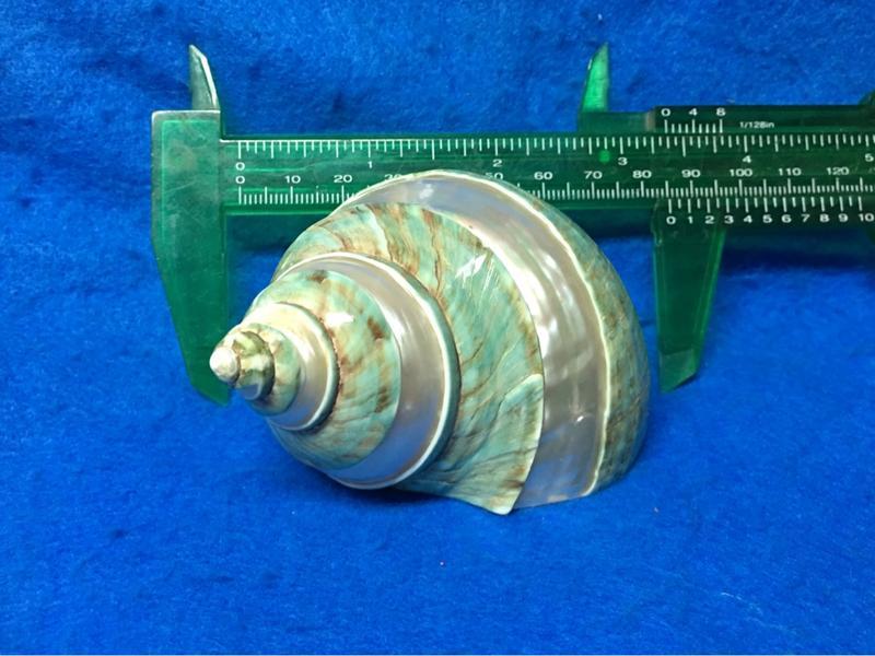 【鑫寶貝】貝殼DIY 帝王蠑螺   8.1公分  口徑4.2*3.2公分 no3 寄居蟹的家