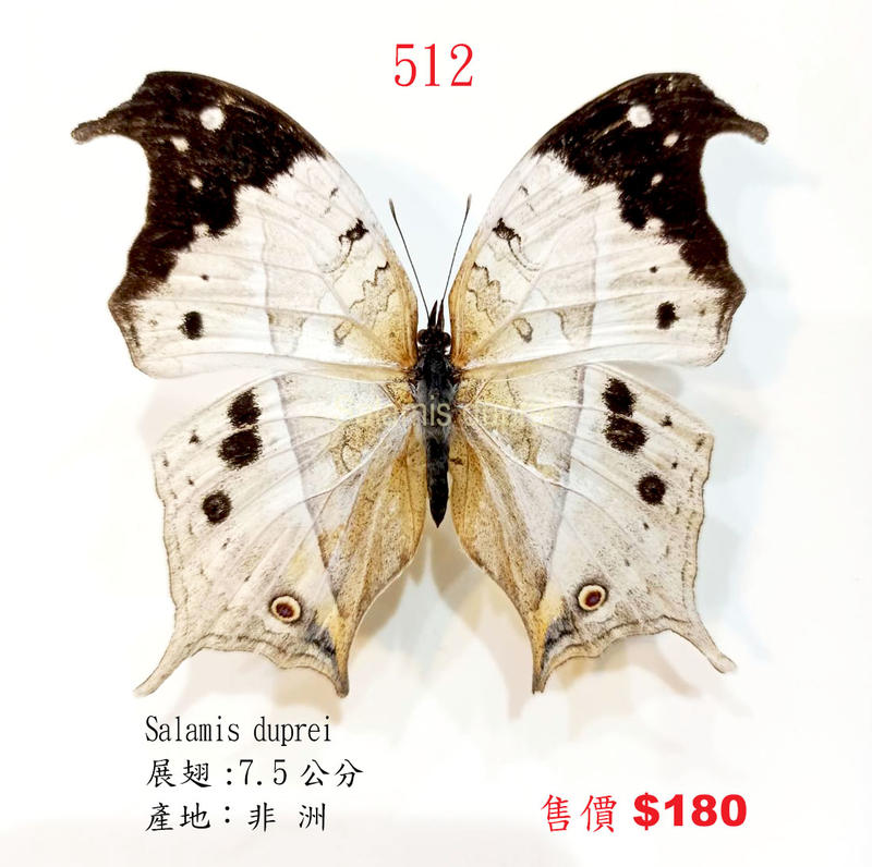 蟲新發現╭○-○╮蝴蝶標本A1 ~ Salamis duprei 展翅7.5CM 產地：非 洲 (缺貨中..)