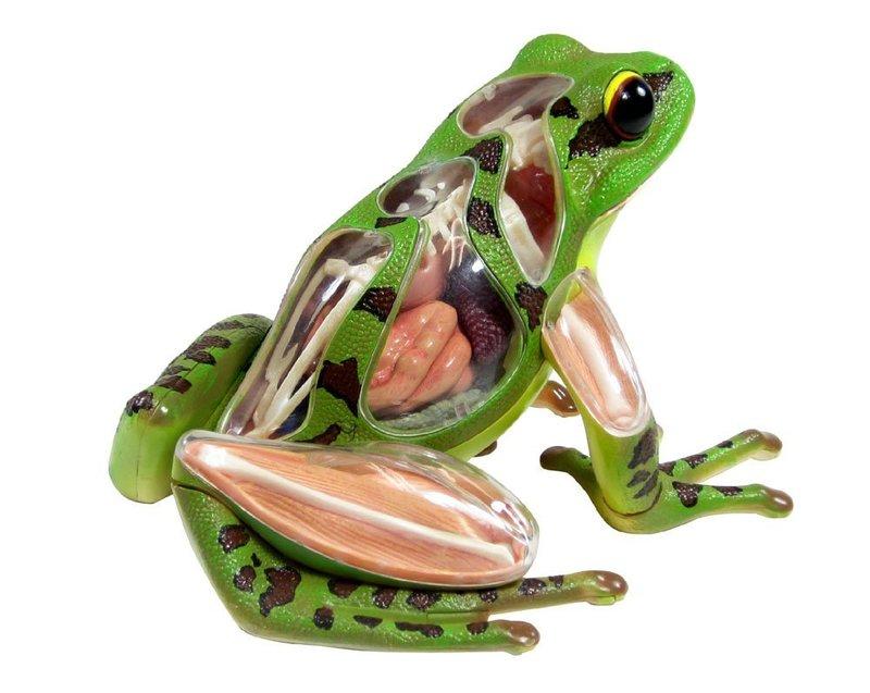 【CartoonBus】1024預訂! 11月 青島文化 立體益智4D VISION 動物解剖模型 青蛙